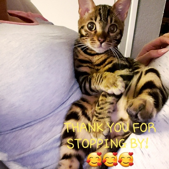 😻 WANT MORE FOLLOWERS? 😻 - Picture 3 of 6